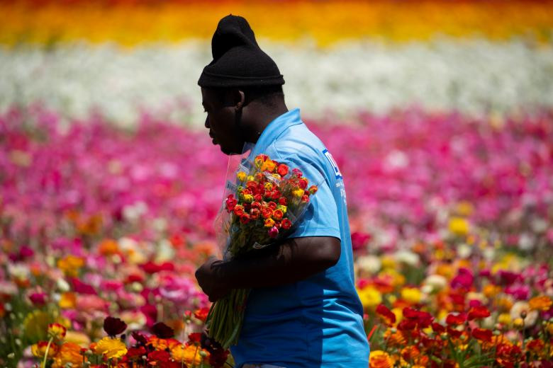 ngam canh dong hoa mao luong day mau sac o california my