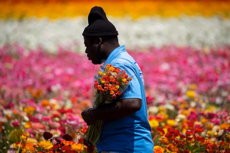 ngam canh dong hoa mao luong day mau sac o california my