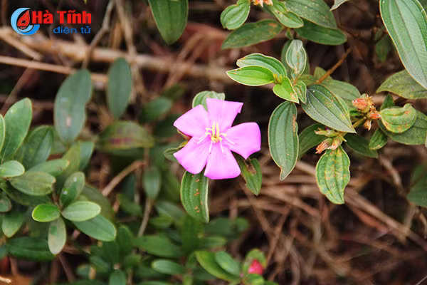 tim ngat sim mua dau he