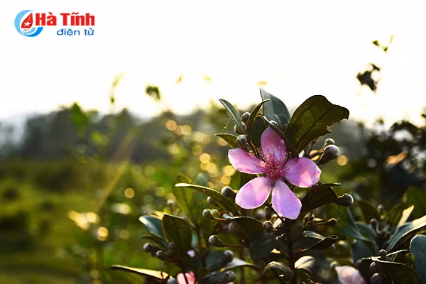 tim ngat sim mua dau he