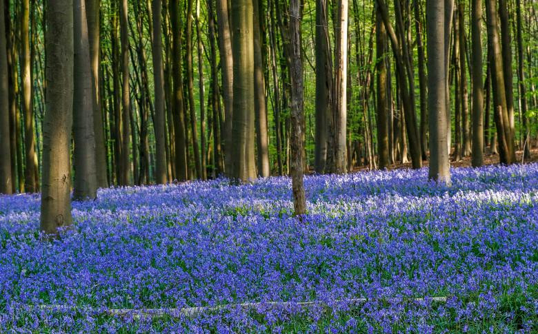 tham hoa chuong xanh dep nhu co tich ben trong khu rung o bi