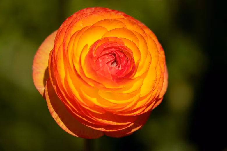 ngam canh dong hoa mao luong day mau sac o california my