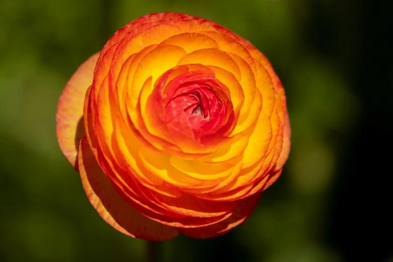 ngam canh dong hoa mao luong day mau sac o california my