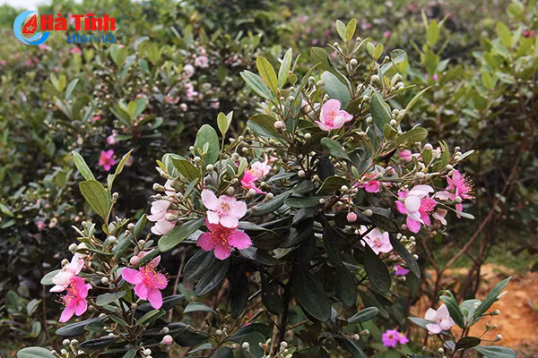 tim ngat sim mua dau he