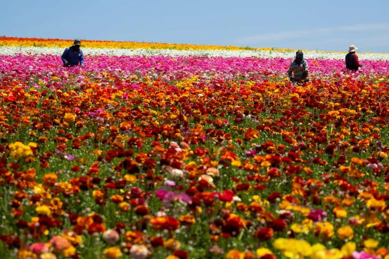 ngam canh dong hoa mao luong day mau sac o california my