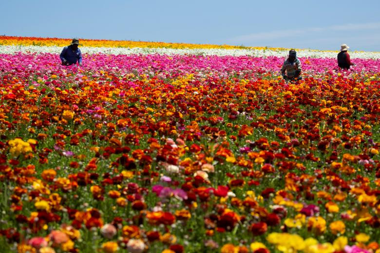 ngam canh dong hoa mao luong day mau sac o california my