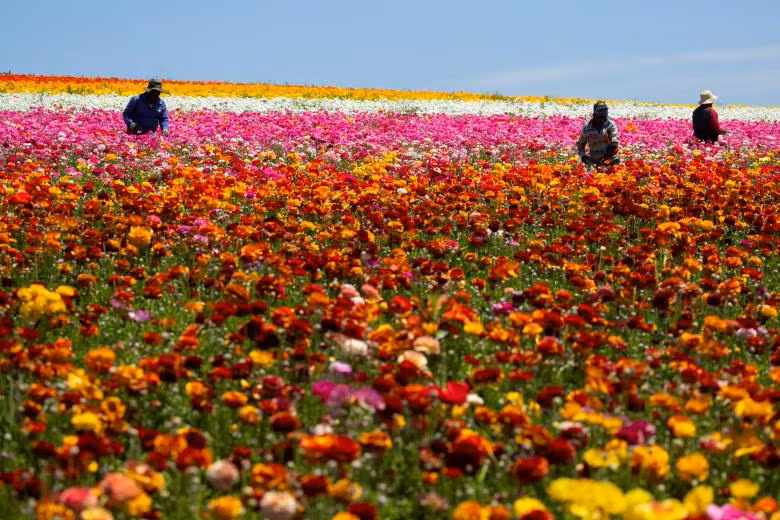 ngam canh dong hoa mao luong day mau sac o california my