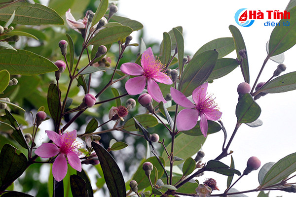 tim ngat sim mua dau he