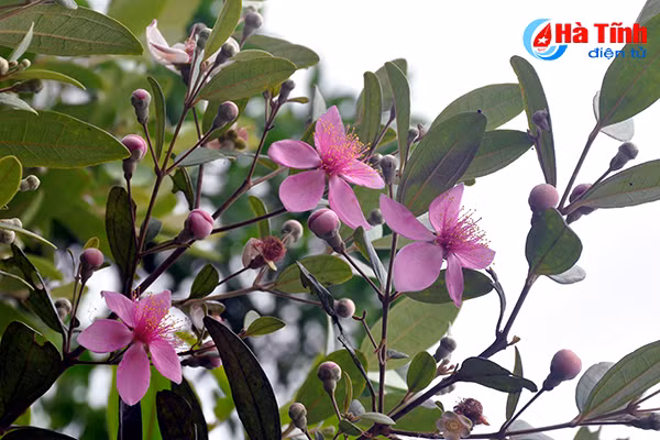 tim ngat sim mua dau he