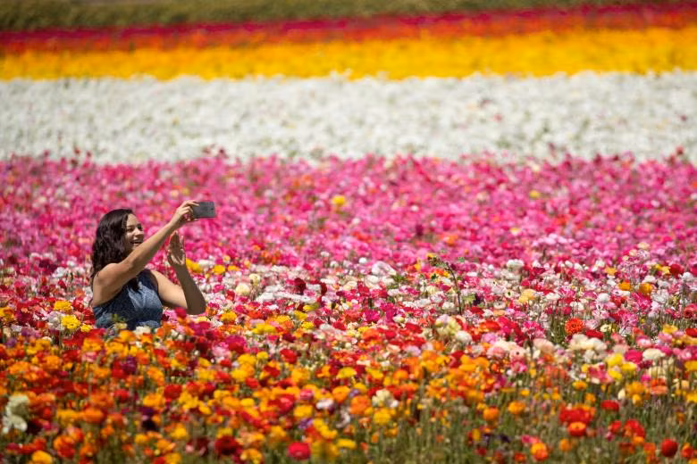 ngam canh dong hoa mao luong day mau sac o california my