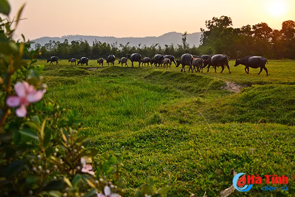 tim ngat sim mua dau he