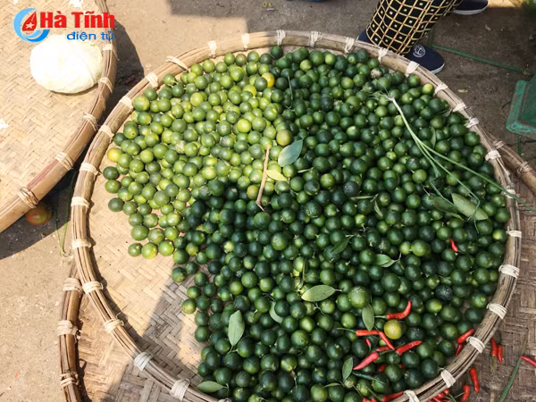 50 000 dong kg gia chanh tuoi lap ky luc tai ha tinh