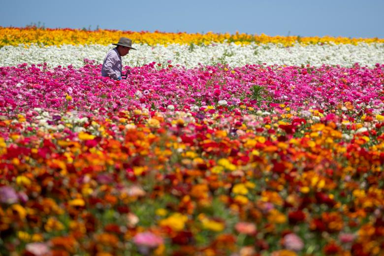 ngam canh dong hoa mao luong day mau sac o california my