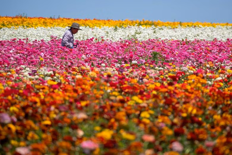 ngam canh dong hoa mao luong day mau sac o california my