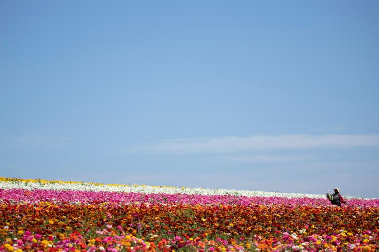 ngam canh dong hoa mao luong day mau sac o california my