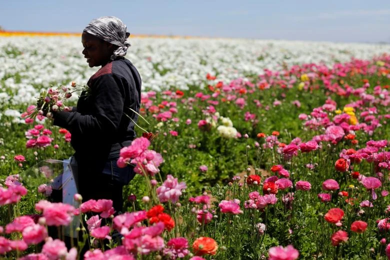 ngam canh dong hoa mao luong day mau sac o california my