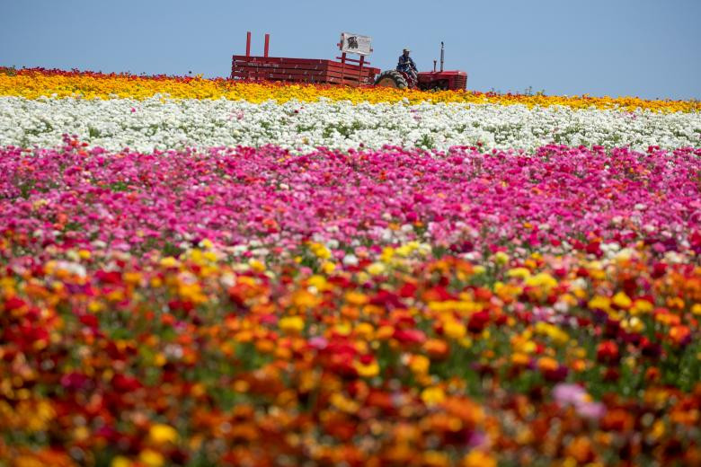 ngam canh dong hoa mao luong day mau sac o california my