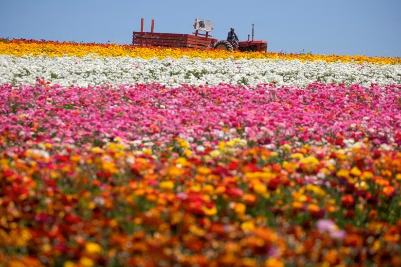 ngam canh dong hoa mao luong day mau sac o california my