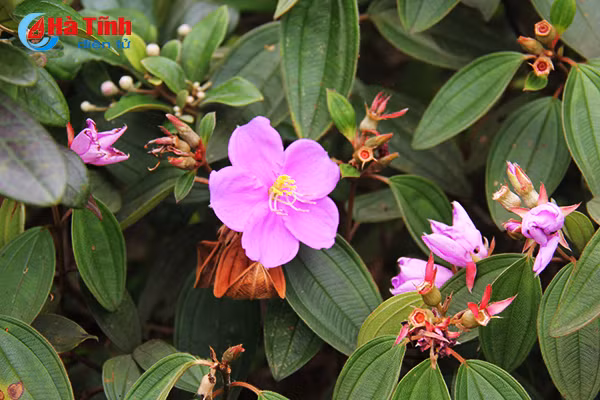 tim ngat sim mua dau he