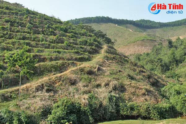 dien tich trong cam phat trien nong bai 1 gap dau trong do