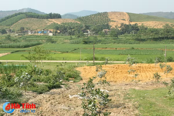 dien tich trong cam phat trien nong bai 1 gap dau trong do