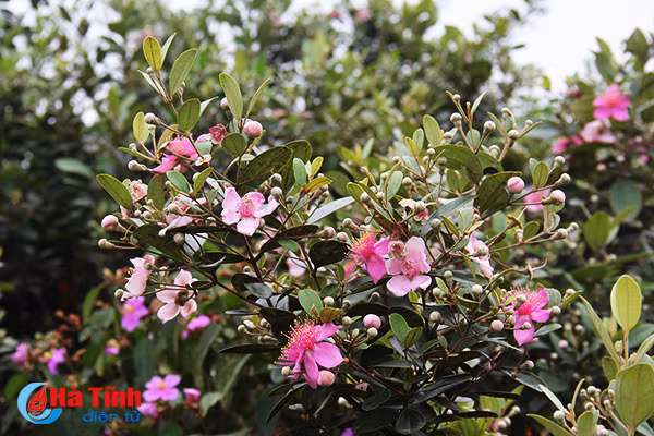 tim ngat sim mua dau he