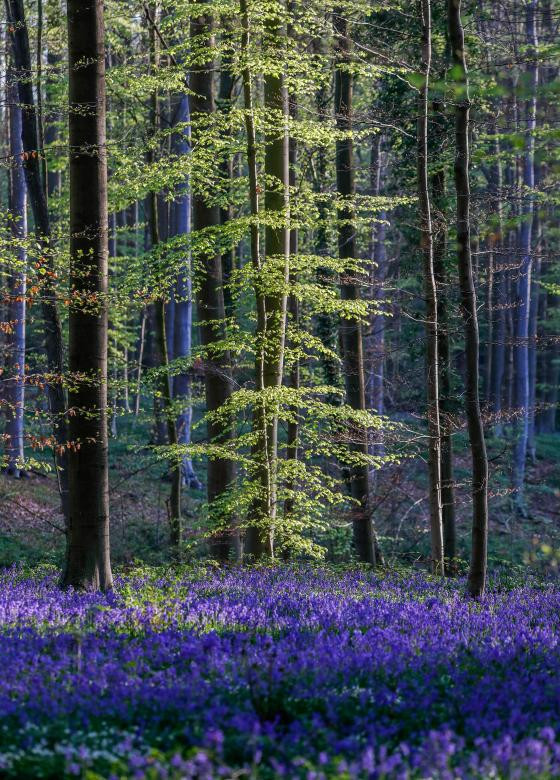 tham hoa chuong xanh dep nhu co tich ben trong khu rung o bi