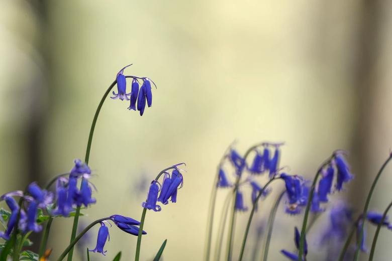 tham hoa chuong xanh dep nhu co tich ben trong khu rung o bi