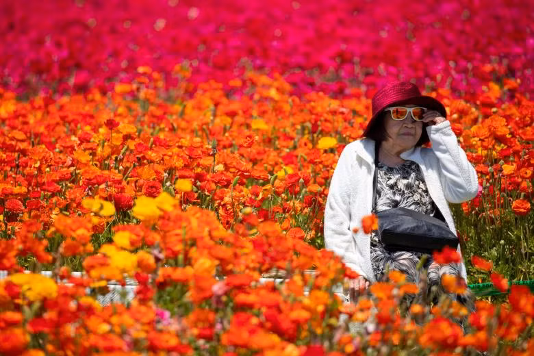 ngam canh dong hoa mao luong day mau sac o california my