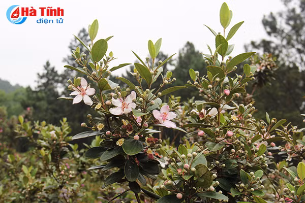 tim ngat sim mua dau he