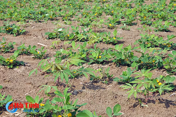 nong dan quang binh an tuong voi mo hinh nong nghiep thong minh tai ha tinh