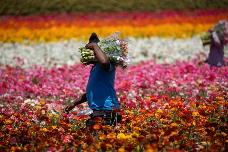 ngam canh dong hoa mao luong day mau sac o california my