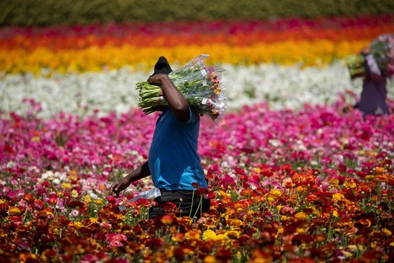 ngam canh dong hoa mao luong day mau sac o california my