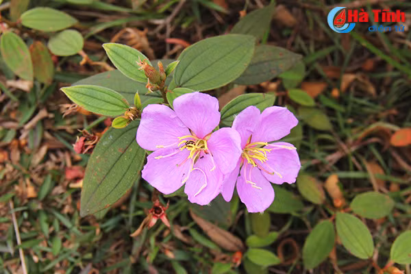 tim ngat sim mua dau he