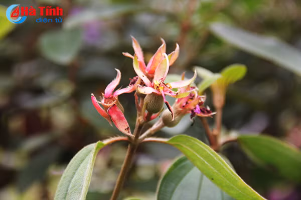 tim ngat sim mua dau he