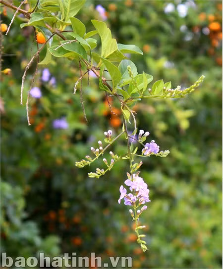 Loài hoa dại mong manh, thuần khiết này đã được nhiều người mang về trồng thành bờ giậu tím ngát