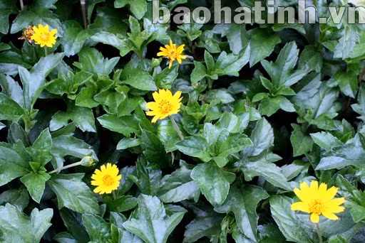 Không kém phần rực rỡ là những bông hoa cúc áo mọc dại bên vệ đường