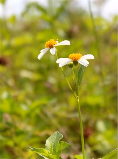 Những cánh hoa xuyến chi luôn gợi về kỷ niệm thời thơ dại