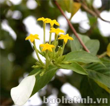 Bươm bướm trắng khi rụng xuống còn để lại nhụy vàng rất đẹp