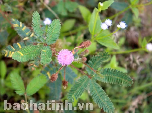 Chỉ cần chạm nhẹ là lá của hoa trinh nữ sẽ khép lại e ấp như thiếu nữ