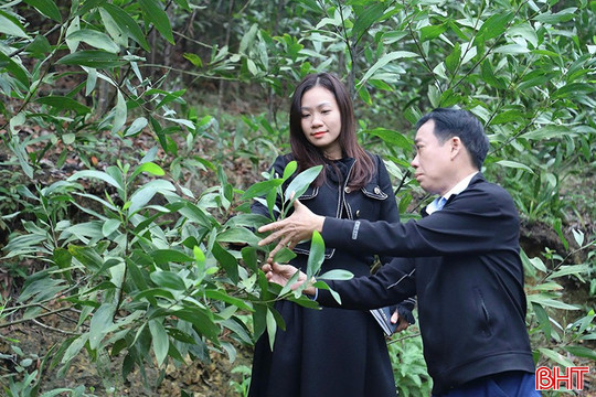 Trồng rừng thâm canh keo lai nuôi cấy mô: chống chịu thiên tai, tăng giá trị kinh tế