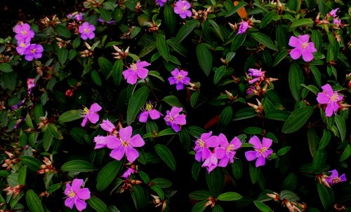 Quả mua tuy không bán được nhưng cũng là một loại thức ăn thú vị của trẻ em miền núi