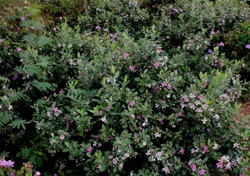 Những vạt đồi hứa hẹn mùa quả ngọt