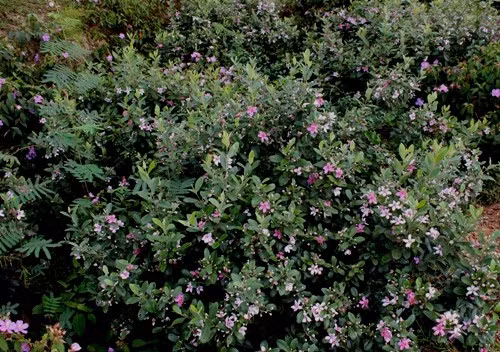 Những vạt đồi hứa hẹn mùa quả ngọt