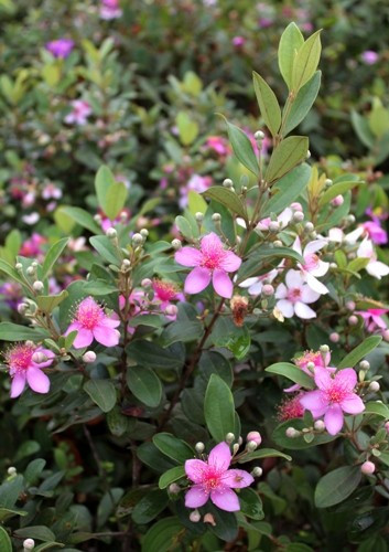 Với nhiều người, hoa sim còn là cả miền ký ức tuổi thơ nhọc nhằn nhưng đẹp đẽ