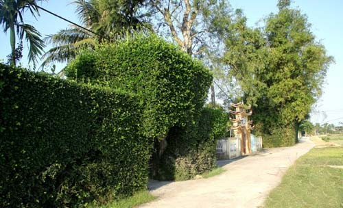 Một góc làng Tùng Ảnh