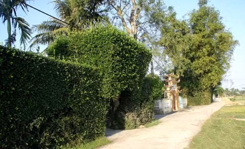 Một góc làng Tùng Ảnh Một góc làng Tùng Ảnh