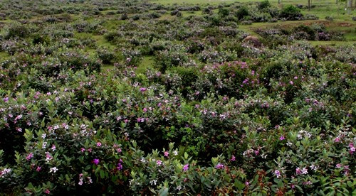 Sim và mua mọc chen lẫn nhau tạo nên những khoảng màu đẹp dịu dàng trên các triền đồi