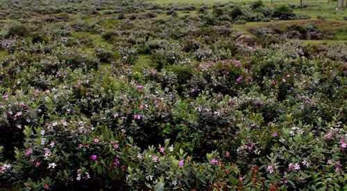 Sim và mua mọc chen lẫn nhau tạo nên những khoảng màu đẹp dịu dàng trên các triền đồi