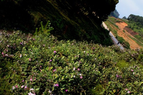 Màu tím ngát phủ dọc ven các lối đi dưới chân núi